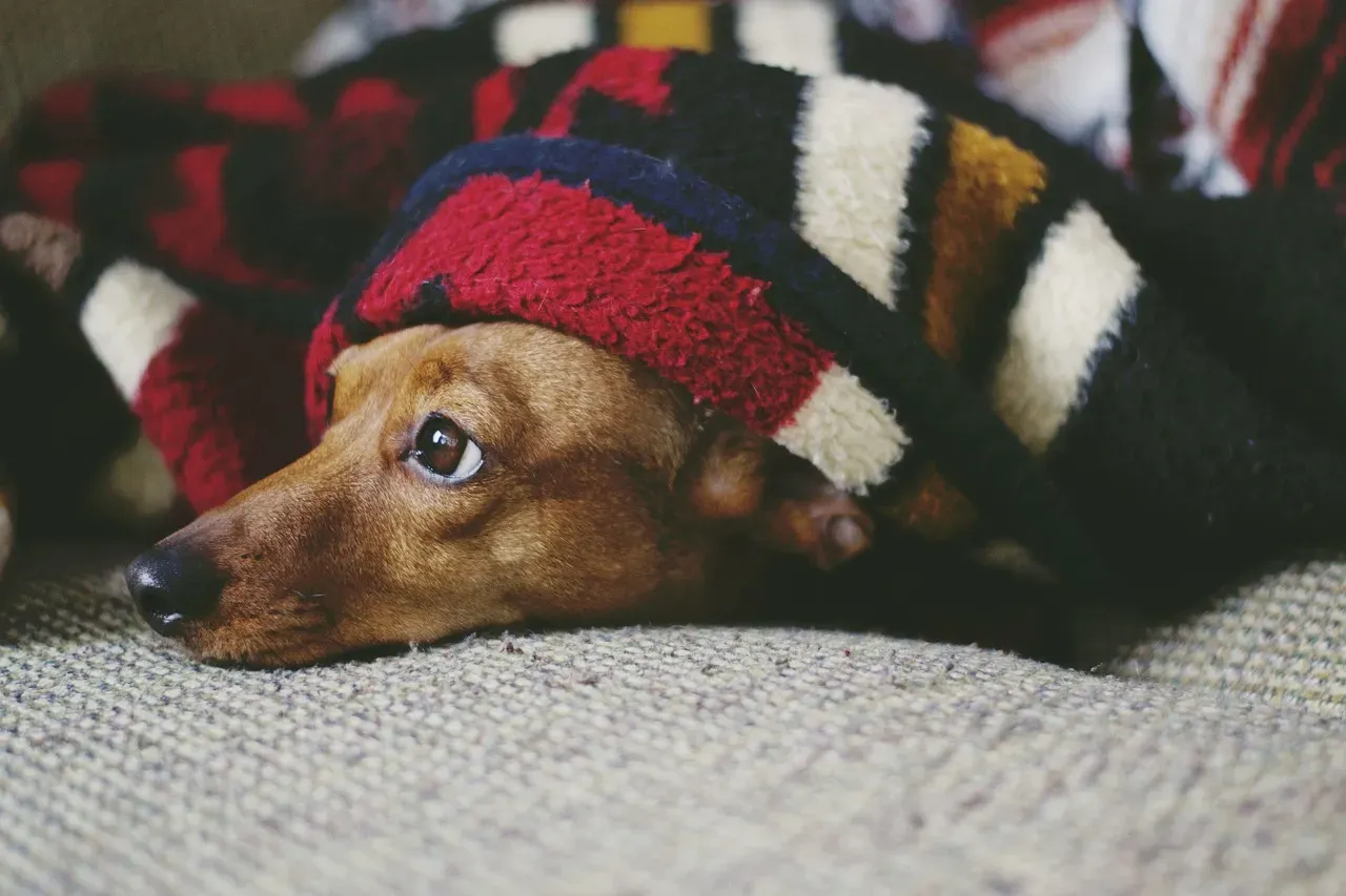 Limits of Canine “Empathy”: Caring, Comforting, or Self-Soothing? (Image Credits: Pixabay)