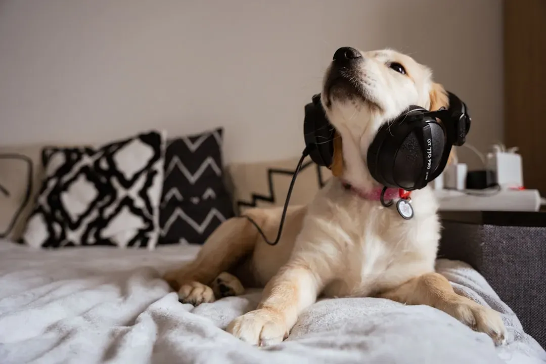 Use Calming Music or White Noise (Image Credits: Unsplash)