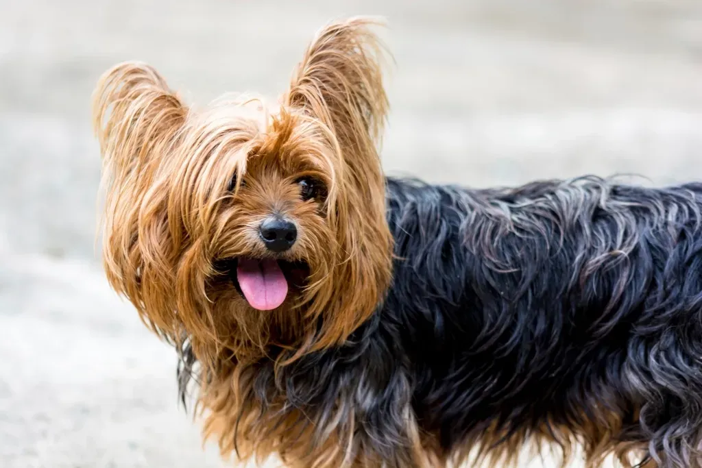 10. Yorkshire Terrier (Image Credits: Rawpixel)