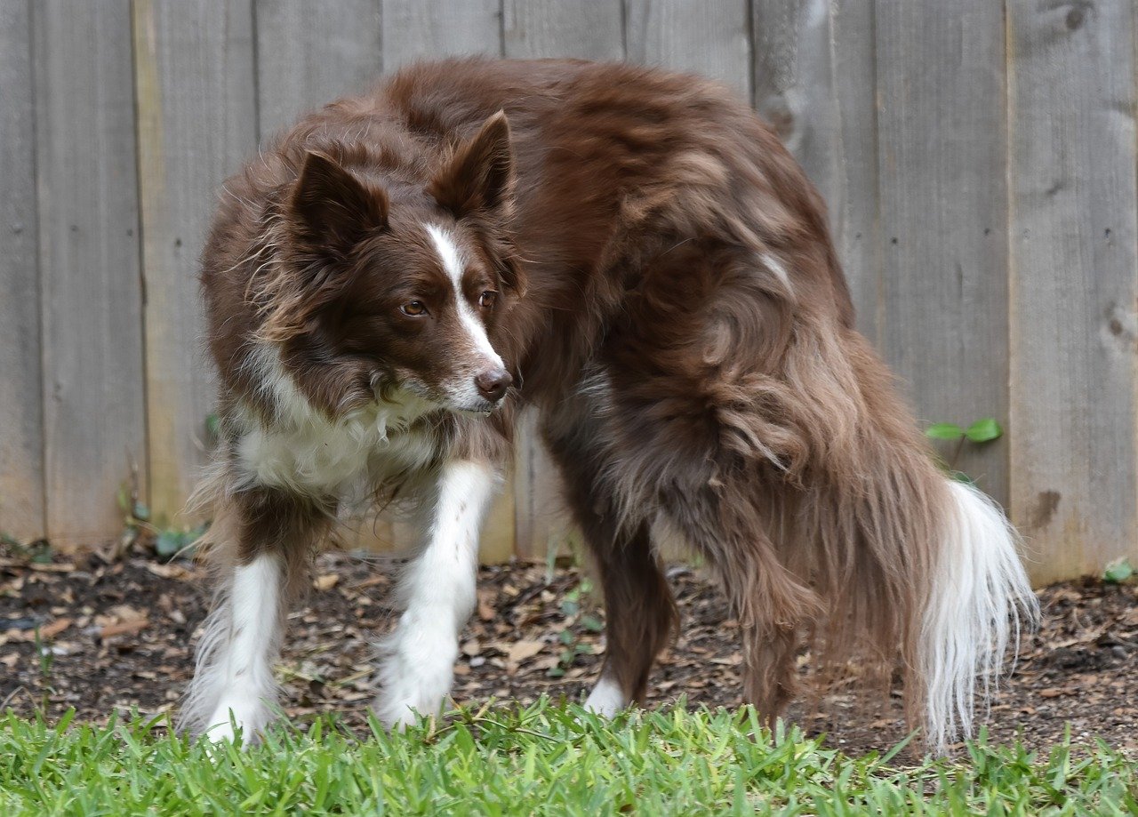 Border Collies: The Artists' Intellectual Partners (Image Credits: Pixabay)