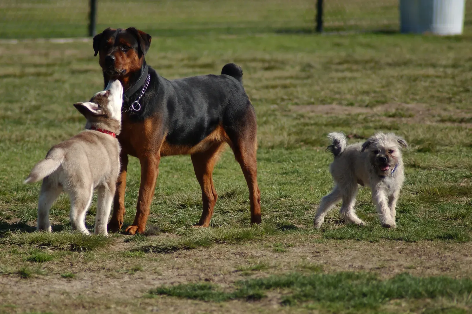3. Socialization That Builds a Calmer, Braver Dog (By Cpl. George J. Papastrat, Public domain)
