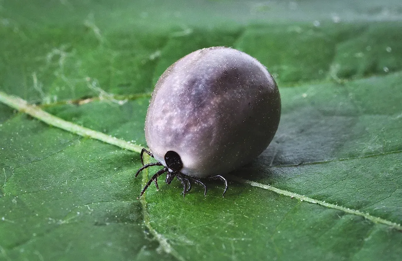 5. Recognizing the Warning Signs After a Tick Bite: What to Watch For (Image Credits: Pixabay)