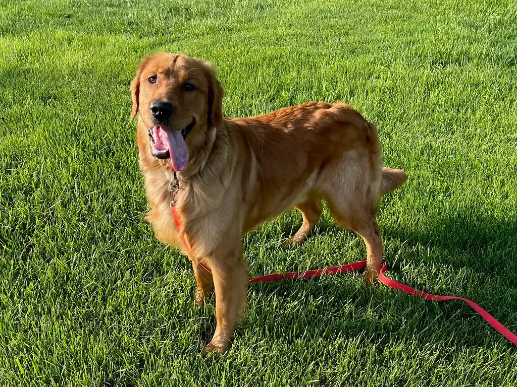 Always There, Never Judging (Image Credits: Flickr)