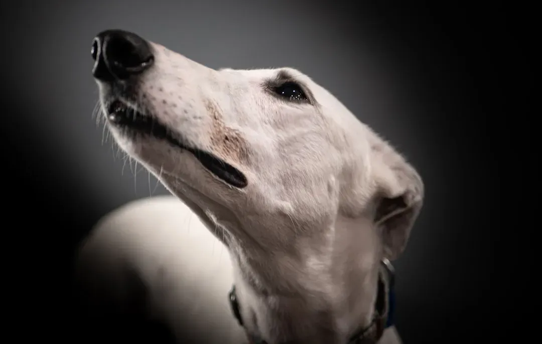 Greyhound: The Couch Potato Sprinter (Image Credits: Unsplash)
