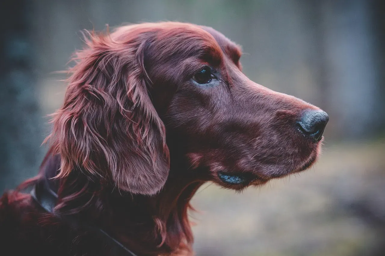 8. Field Spaniel: Overshadowed and Overlooked (Image Credits: Pixabay)