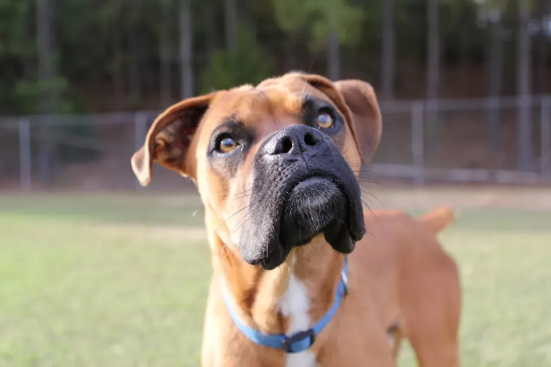 Boxer: The Bouncy Clown That Refuses to Grow Up (Image Credits: Unsplash)