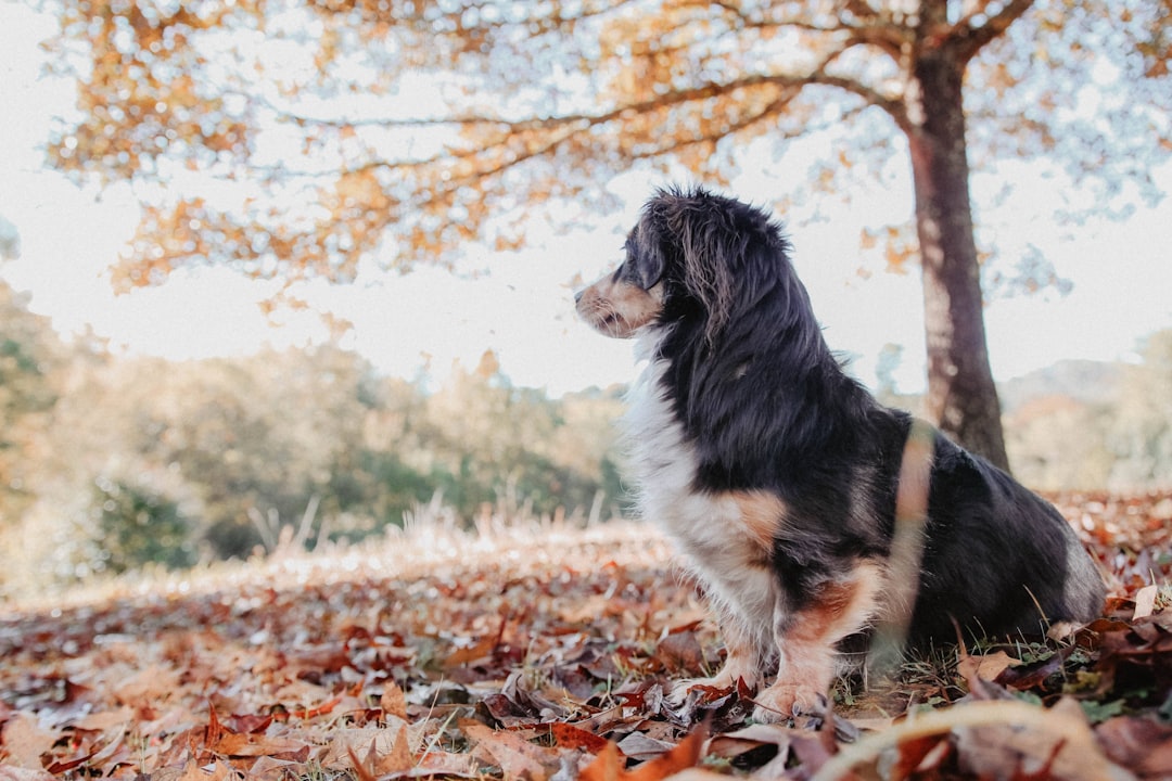 The Loyal Companion Who Never Forgot His Master's Memory (Image Credits: Unsplash)