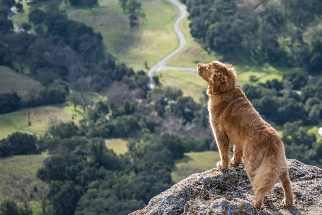 Golden Retriever: The Gentle Athlete (Image Credits: Unsplash)
