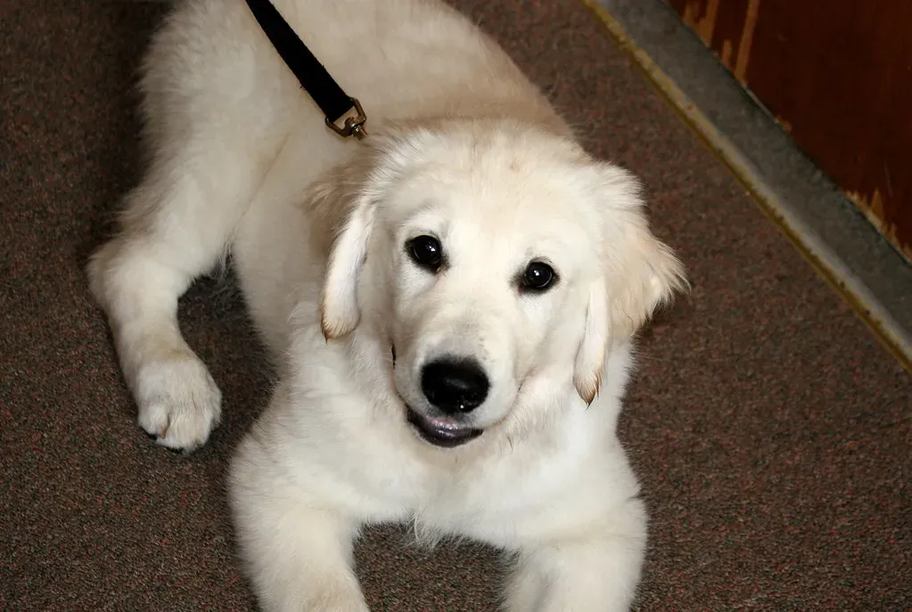 4. Their Eyes Are Bright, Clear, and Full of Curiosity (Muffet, Flickr, CC BY 2.0)