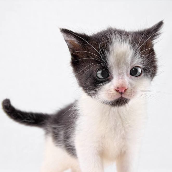 Beyond the Blink: Understanding Your Cat's Complete Eye Vocabulary (Image Credits: Flickr)