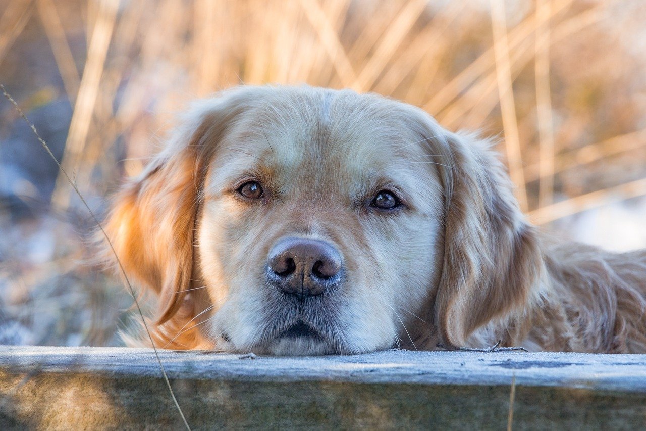 The Language of Blinking - More Than Meets the Eye (Image Credits: Pixabay)