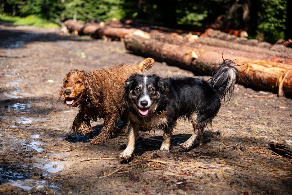 What Your Dog’s Disgusting Delight Says About Your Bond (Image Credits: Pexels)