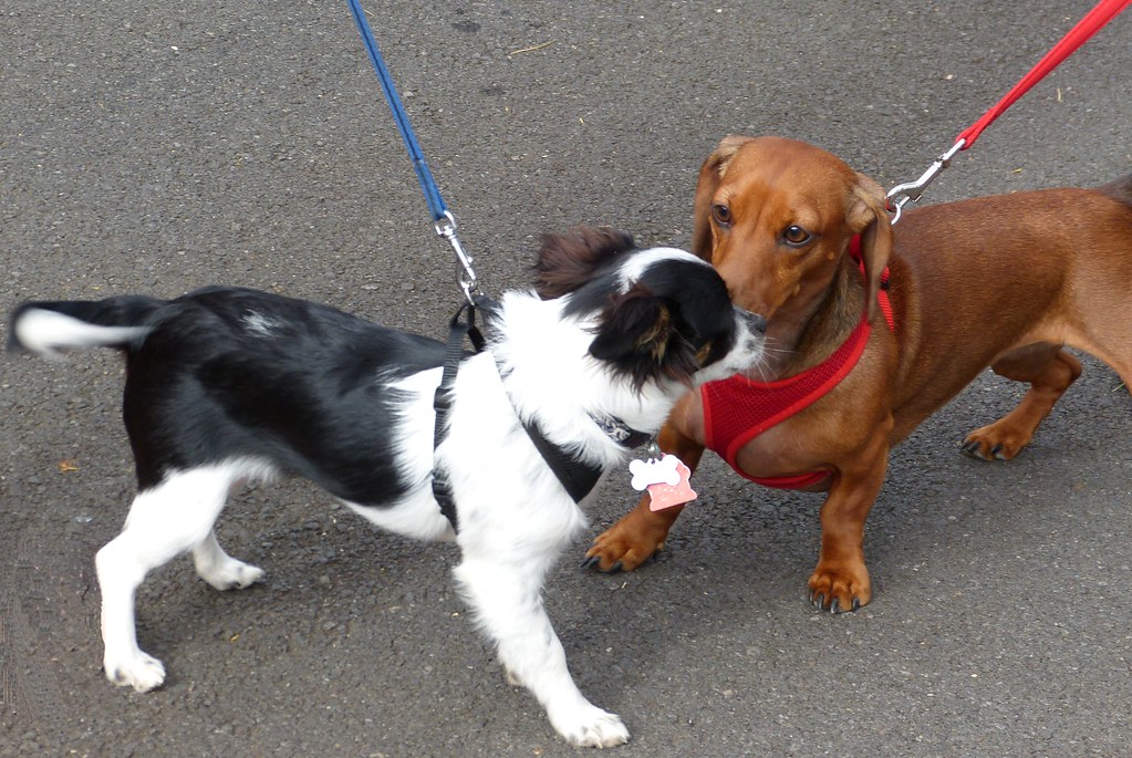 Social Confidence: How Secure Dogs Interact (Image Credits: Flickr)