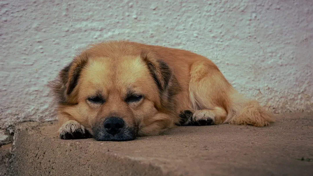 How to Support Your Dog During Their Final Days (Image Credits: Unsplash)