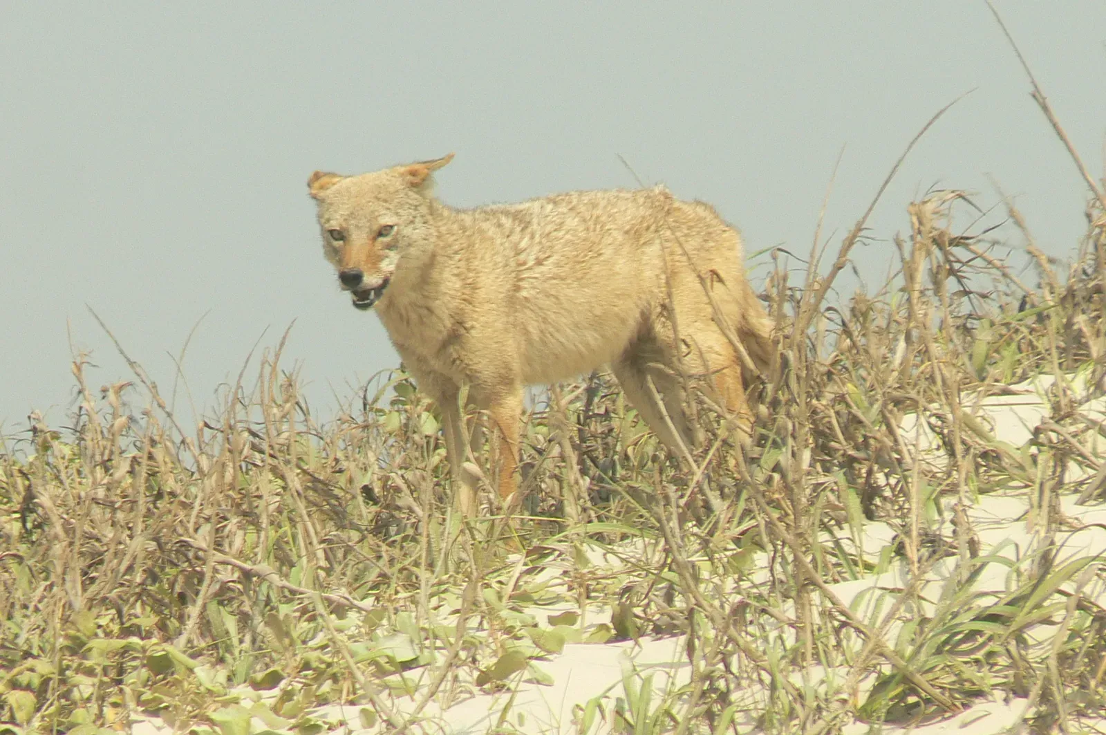 What Happens Next for the Exhausted Traveler? (Image Credits: Wikimedia)