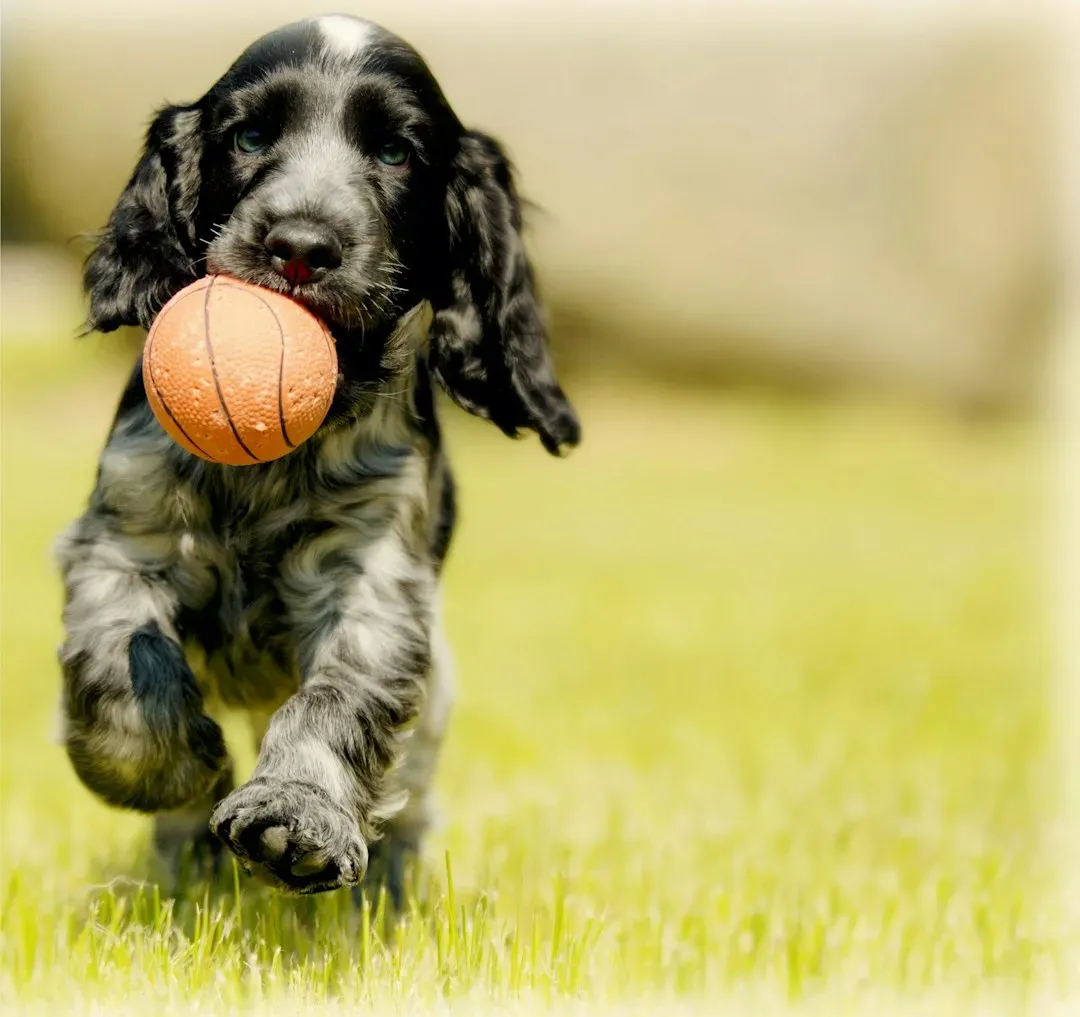 Seeking Attention and Play (Image Credits: Unsplash)