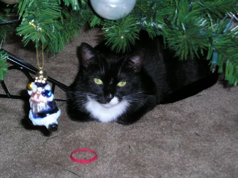 Bringing You "Gifts" (Chase N., Flickr, CC BY-SA 2.0)