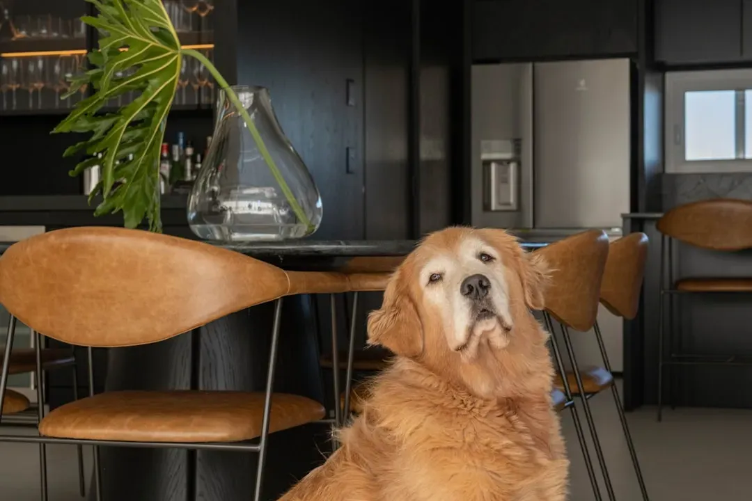 #6 - Kitchen Counters and Unattended Food (Image Credits: Unsplash)