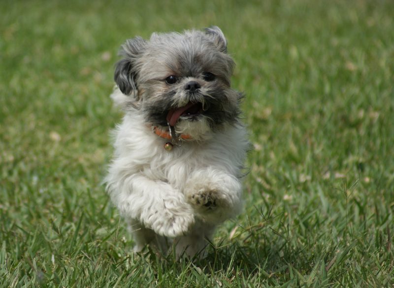 Cancer: Shih Tzu (Image Credits: Wikimedia)