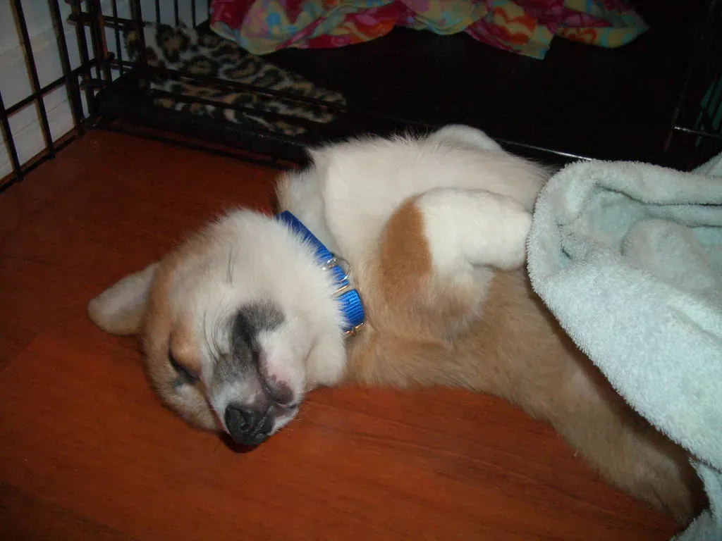Corgi (jmcmichael, Flickr, CC BY-SA 2.0)