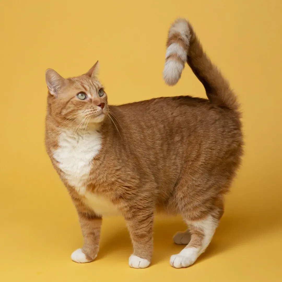 Opinionated Conclusion: Your Cat Isn’t Rude - You’re Just Speaking Different Languages (Image Credits: Unsplash)
