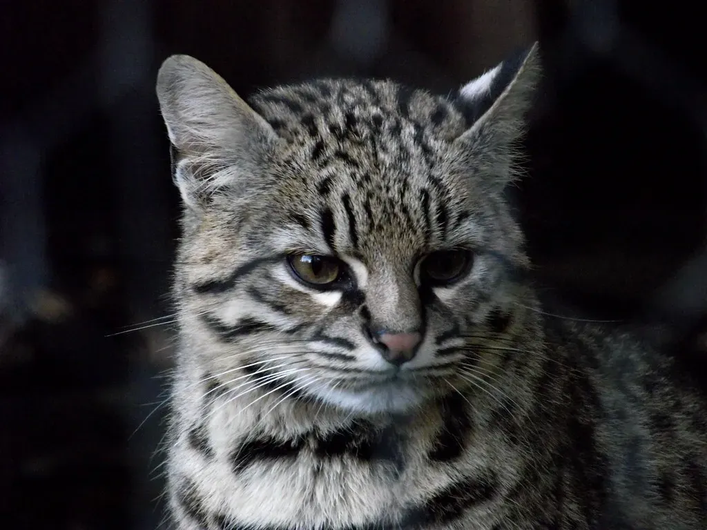 #9. The Geoffroy's Cat: Small but Deeply Unsuitable (CoasterMadMatt, Flickr, CC BY-SA 2.0)