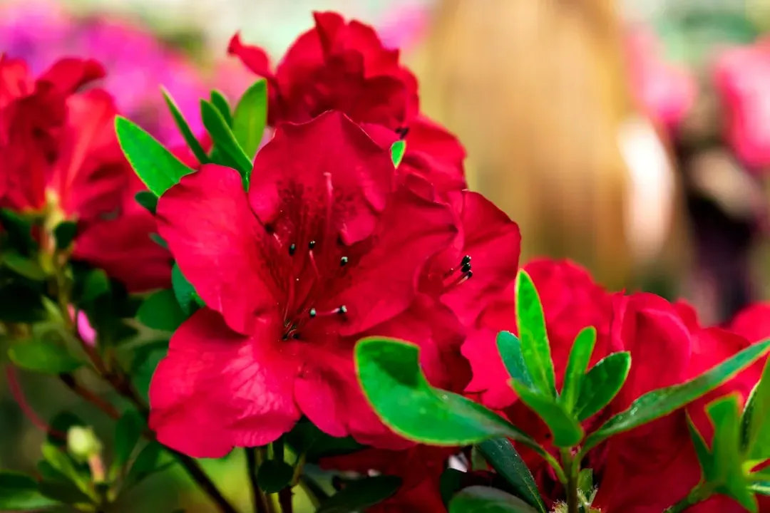 Azaleas and Rhododendrons (Image Credits: Unsplash)