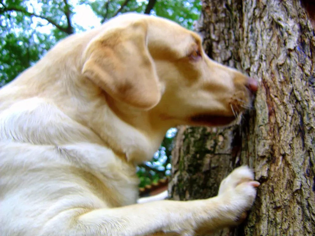 Pennsylvania: Tradition, Hunting, And Reliable Family Dogs (tipiro, Flickr, CC BY 2.0)