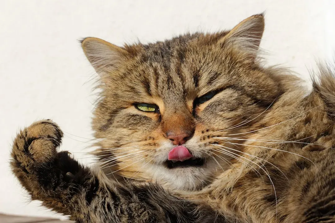 #4: They Stop Grooming Themselves (Image Credits: Unsplash)