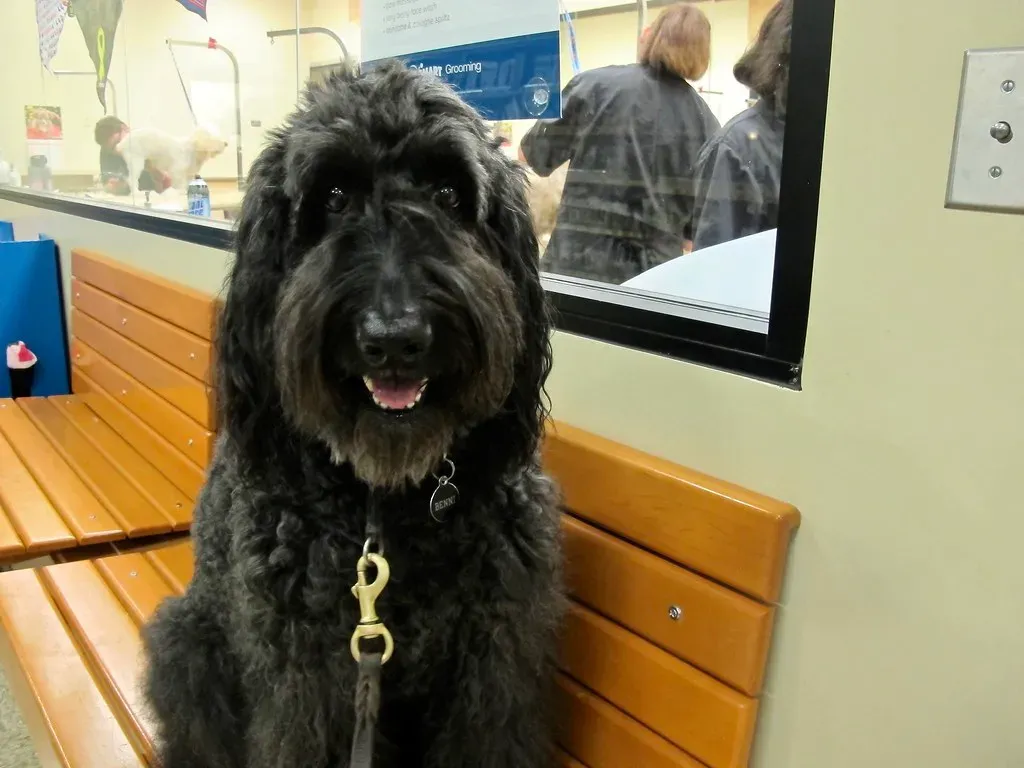 Making Eye Contact and Gazing at You (Image Credits: Flickr)