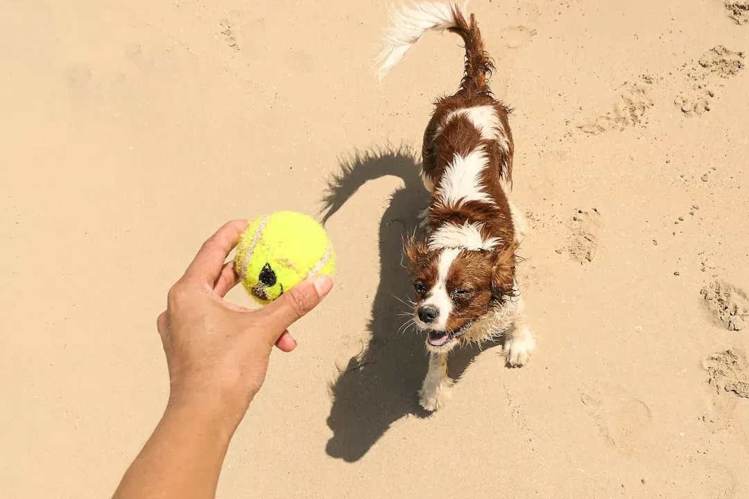 4. The Tennis Ball Treat Puzzle (Image Credits: Unsplash)