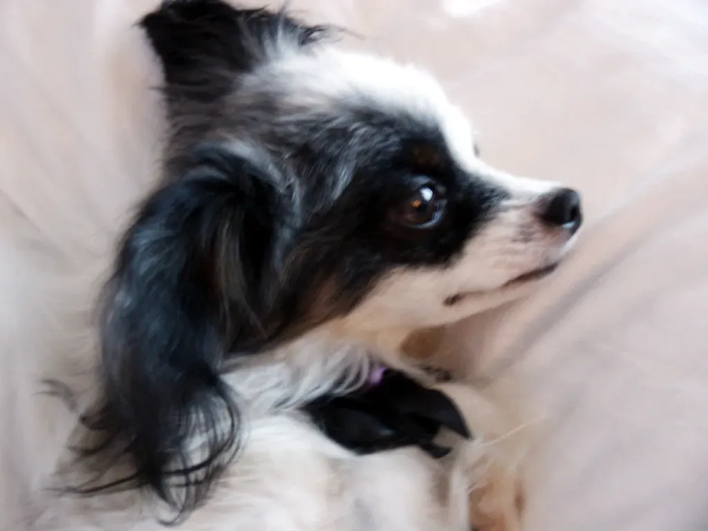 9. The Papillon: The Little Dog With an Enormous Personality (IrisDragon, Flickr, CC BY-SA 2.0)