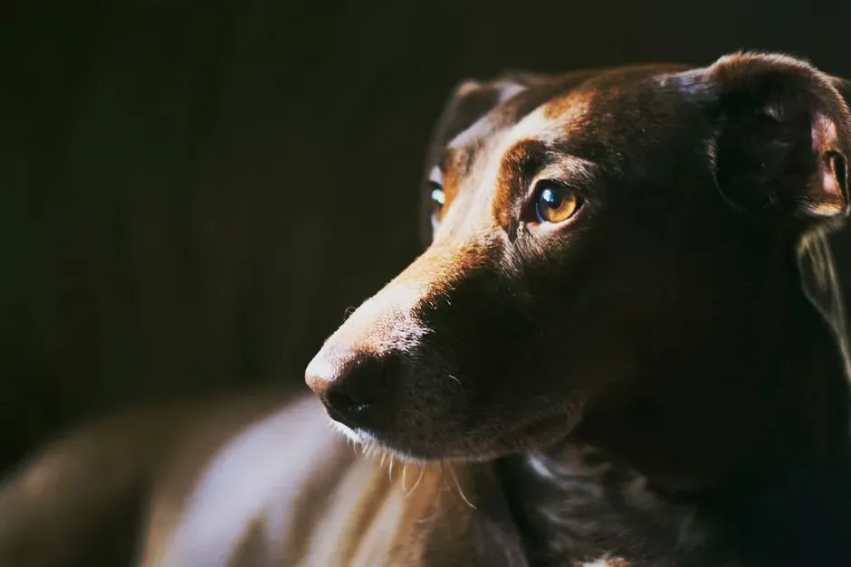 The Human Side: How Our Behavior Shapes Their Watching (Image Credits: Pexels)