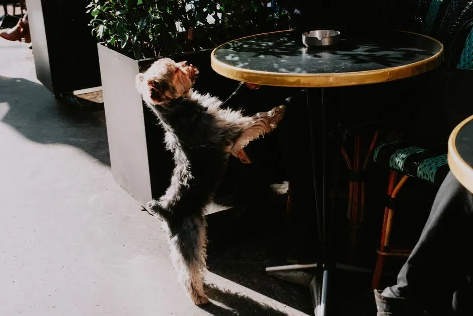 Conclusion: Choose Cities That Treat Your Dog Like a Local, Not Luggage (Image Credits: Pexels)