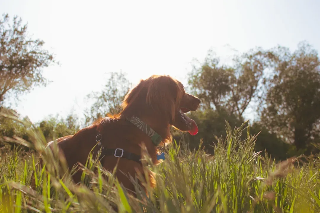 Conclusion: Finding Your Four-Legged Explorer (Image Credits: Unsplash)