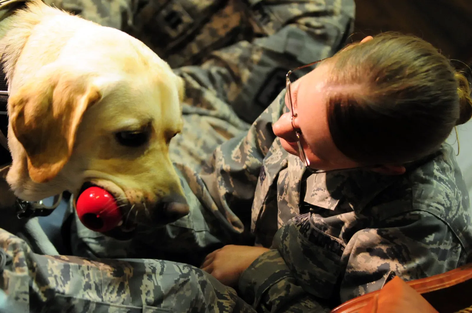 When the Toy Is a Warning Sign, Not Just a Sweet Gesture (Image Credits: Wikimedia)