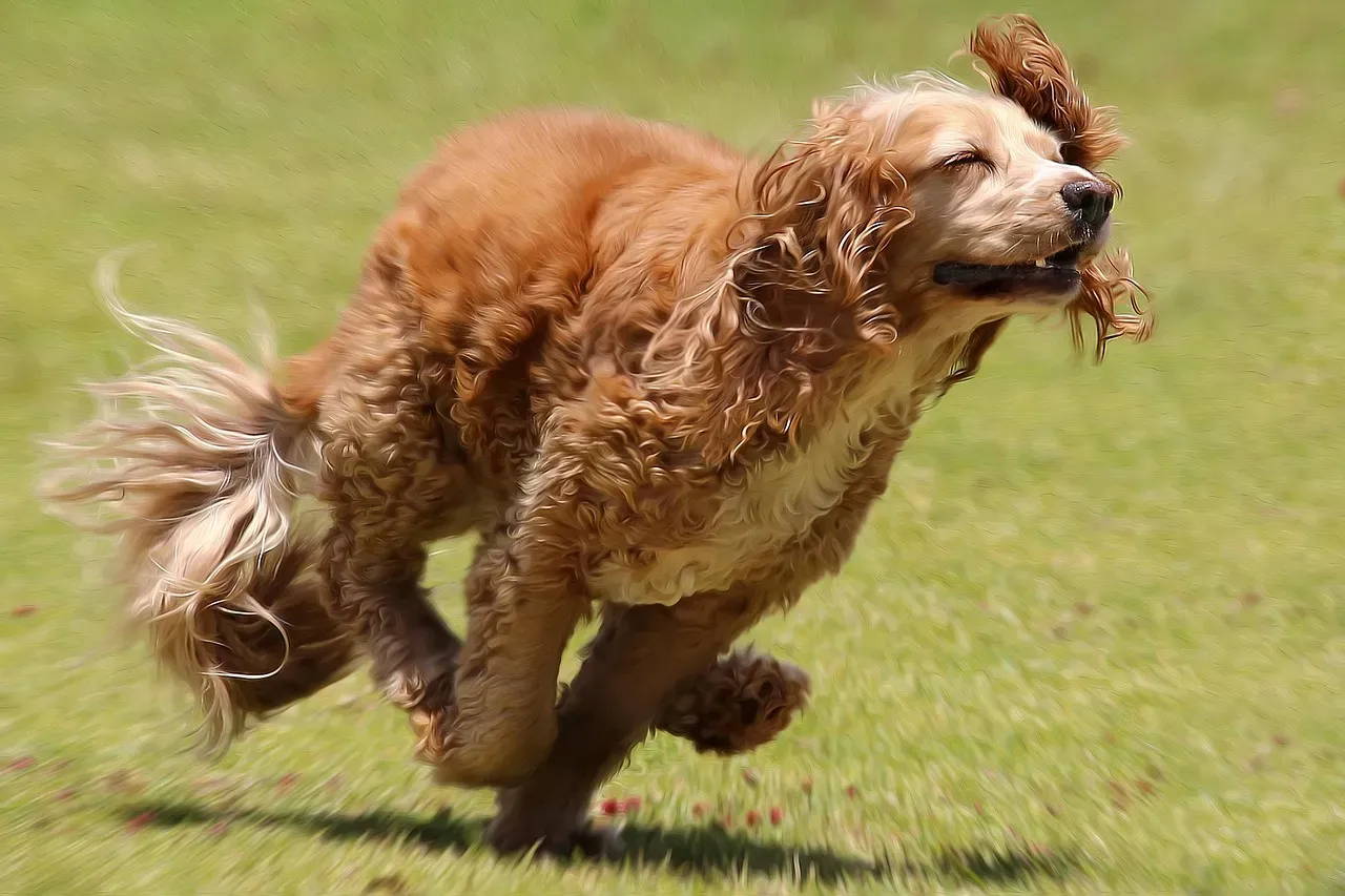 The Physical Benefits Your Dog's Body Absolutely Craves (Image Credits: Pixabay)