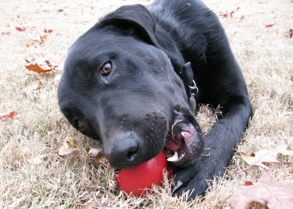2. Labrador Retriever: The Lovable Chewer (Image Credits: Flickr)