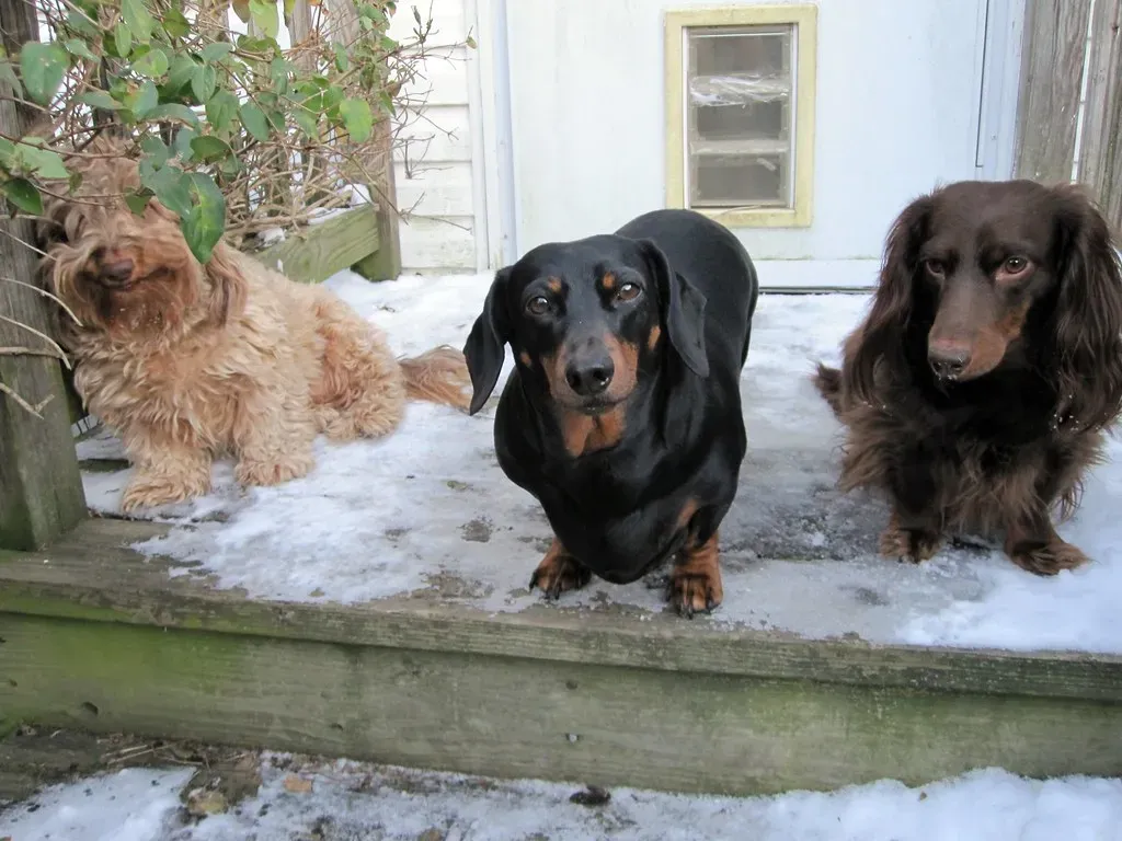 Vigilance in Comfort: The Balance Between Rest and Readiness (Tobyotter, Flickr, CC BY 2.0)