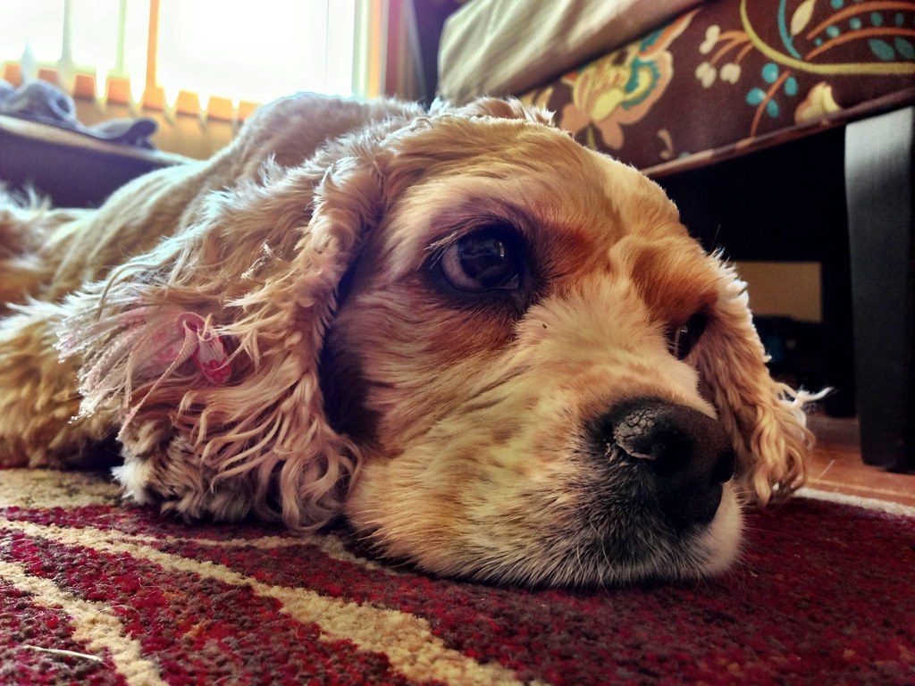 The Dramatic Sigh and Body Language (Image Credits: Flickr)