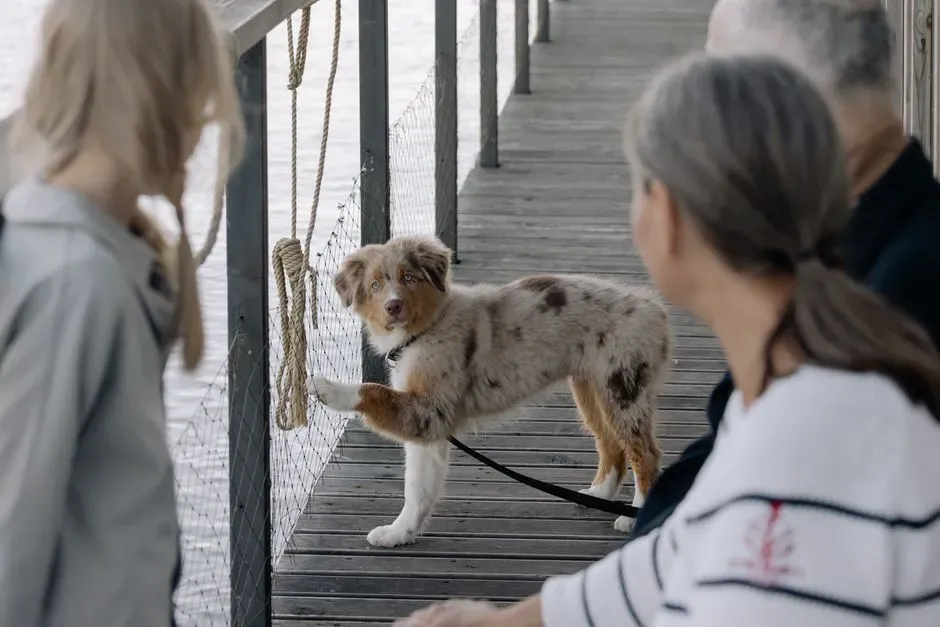 Energy Level: Will This Dog Match Your Everyday Pace? (Image Credits: Pexels)