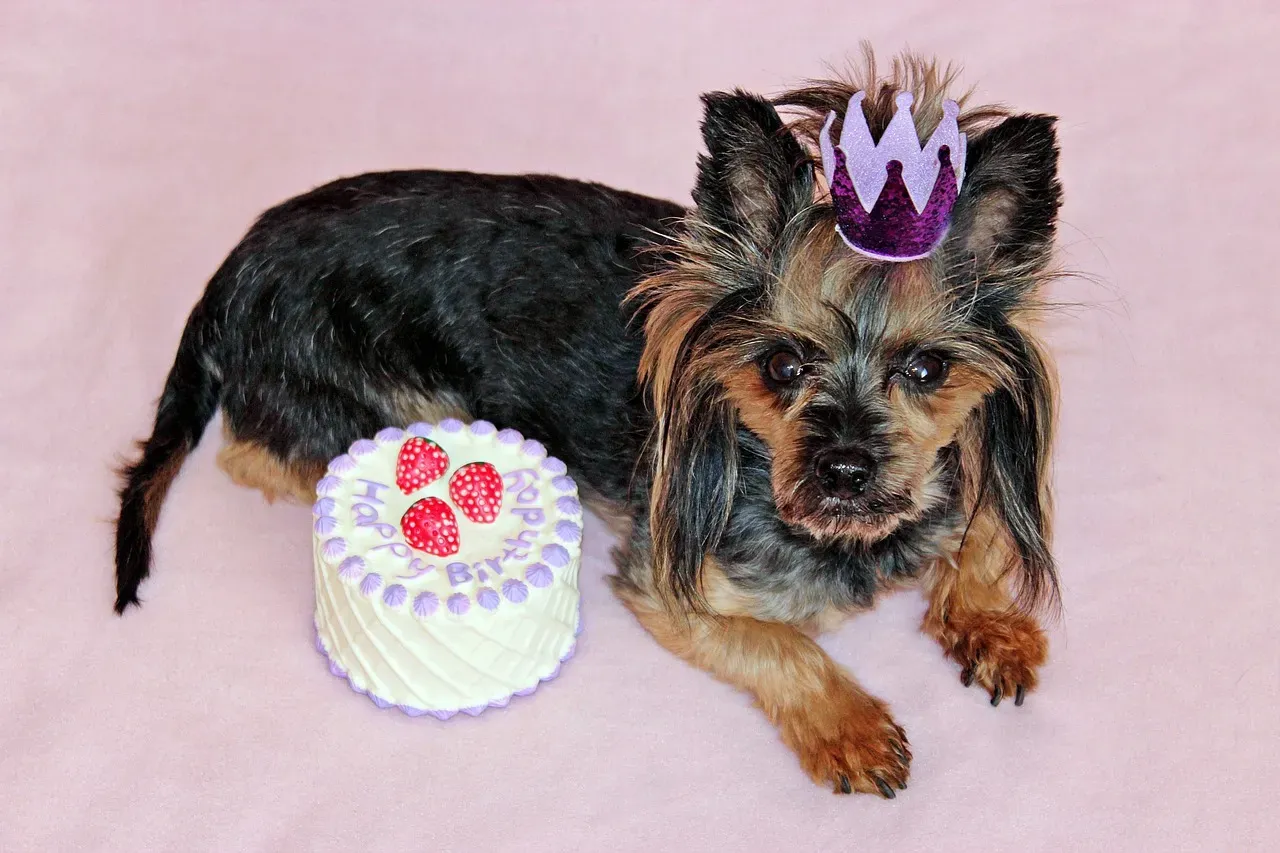 2. Bake a Dog-Safe Birthday Cake (They Deserve Every Bite) (Image Credits: Pixabay)