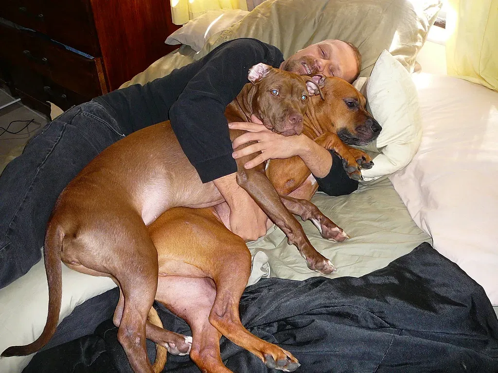 Conclusion: Every Sign Can Love a Pit Bull, But Some Just Get Them (@bastique, Flickr, CC BY-SA 2.0)