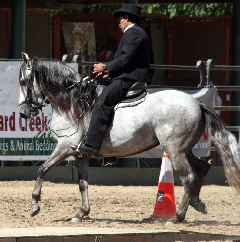 7. Paso Fino (Image Credits: Wikimedia)