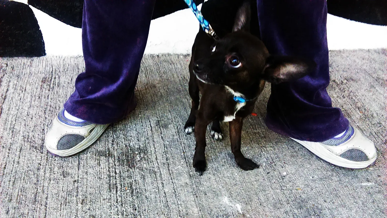 Leo: The Regal Companion Seeker (Image Credits: Wikimedia)