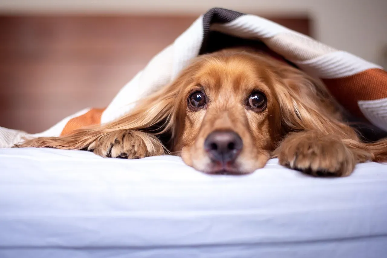 #6 Getting Lost in Their Own Home (Image Credits: Pixabay)