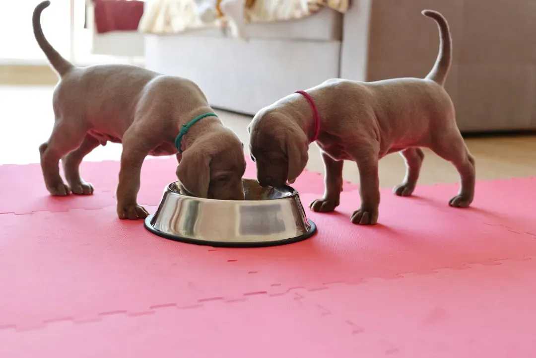 1. The Right Puppy Food (and a Smart Feeding Schedule) (Image Credits: Unsplash)