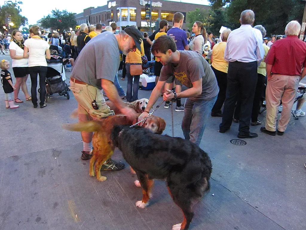 #3 - They Become Extra Clingy the Moment You Return (Alan Light, Flickr, CC BY 2.0)