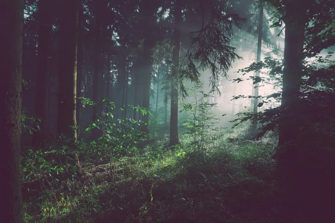 You Hear Sudden Silence Where There Was Noise (Image Credits: Unsplash)