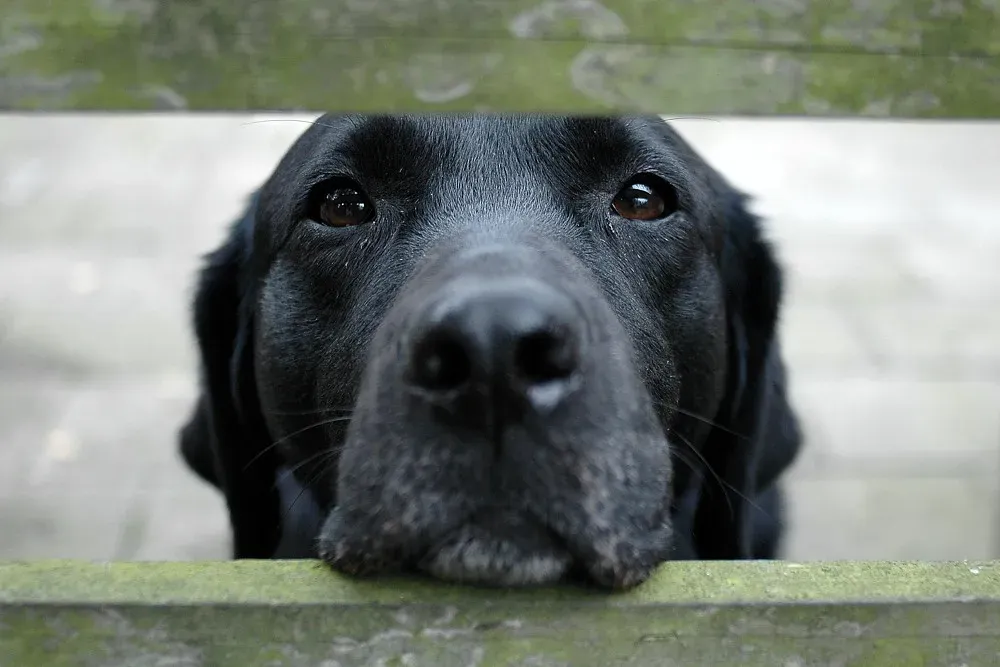 The Effort It Takes to Settle In (Meneer Zjeroen, Flickr, CC BY 2.0)